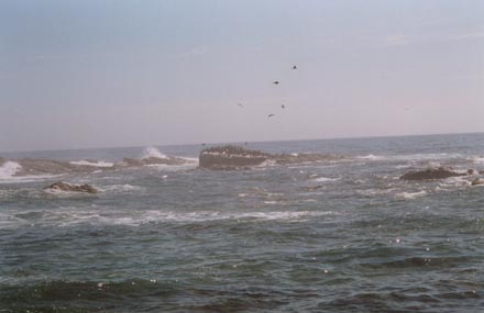 Cormorants