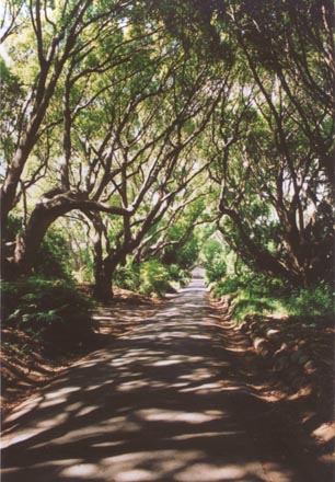 Camphor Avenue