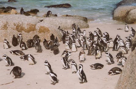 penguins