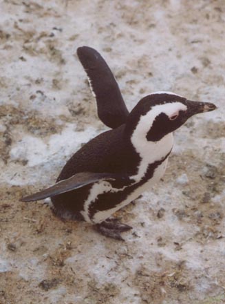 penguin