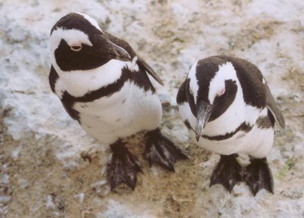 penguins