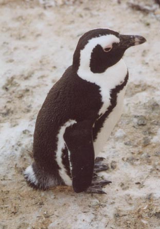 penguin