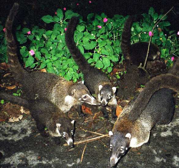 Family of Coati Mundi