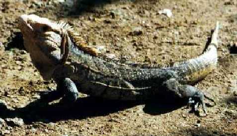 Iguana