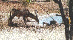 Kudu