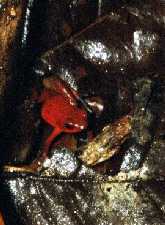 Red Poison Arrow Frog