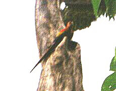 Scarlet Macaw