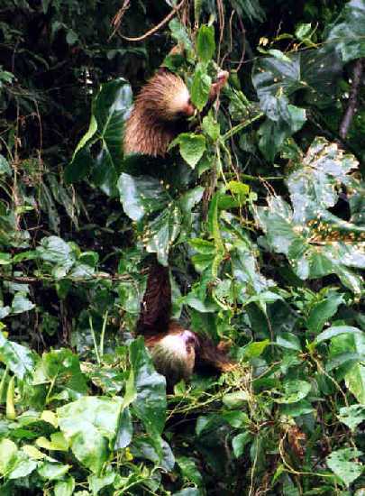 Two Toed Sloths, Tortugero