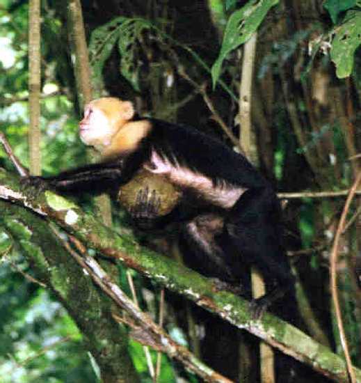 White Faced Capuchin Monkey