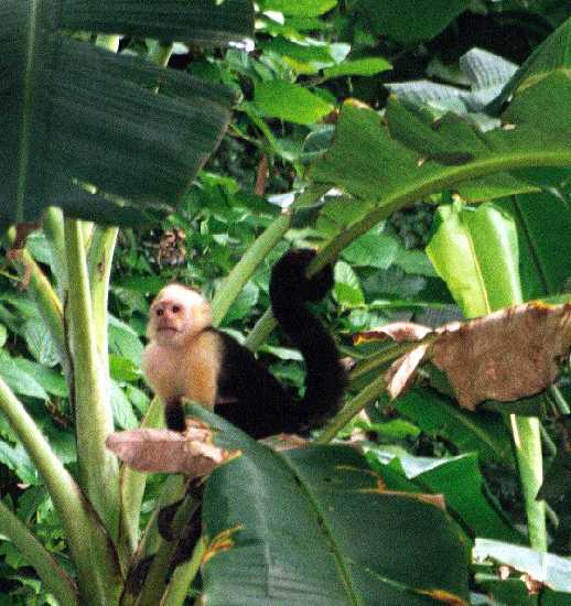 White Faced Capuchin Monkey