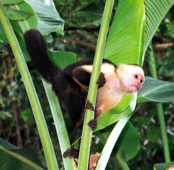 White Faced Capuchin Monkey