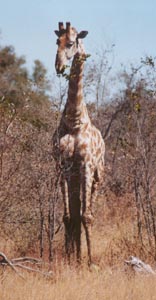 giraffe