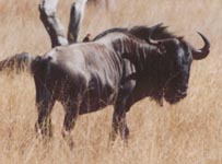 Wildebeast