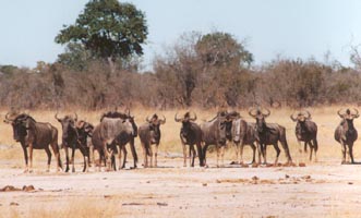 Wildebeast herd